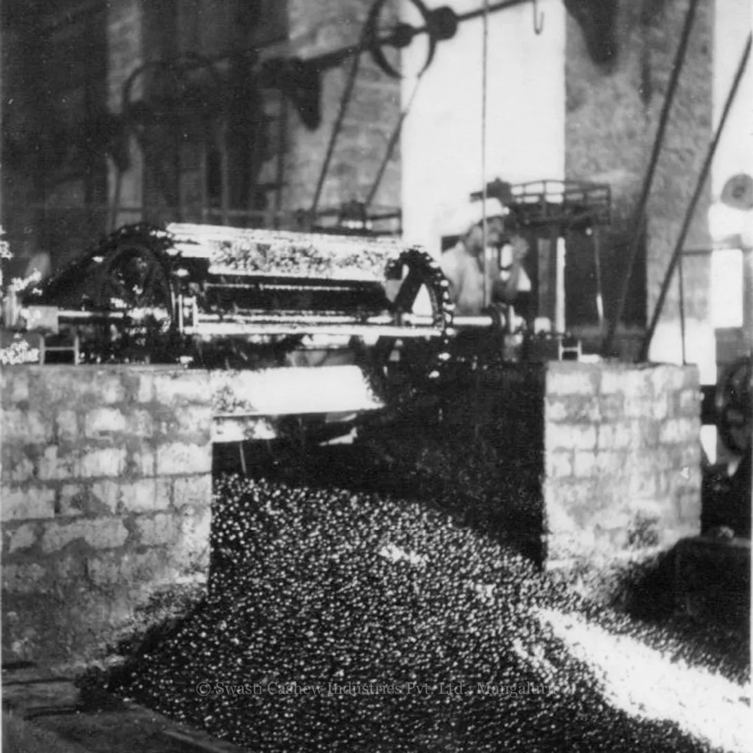 Cashewnuts emerging from the oil bath roaster